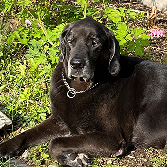 Max the Guard Dog